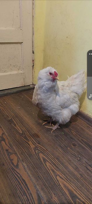 Araucana alb pereche.