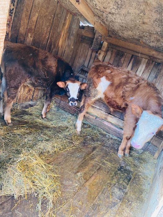 Vând vacă și viței