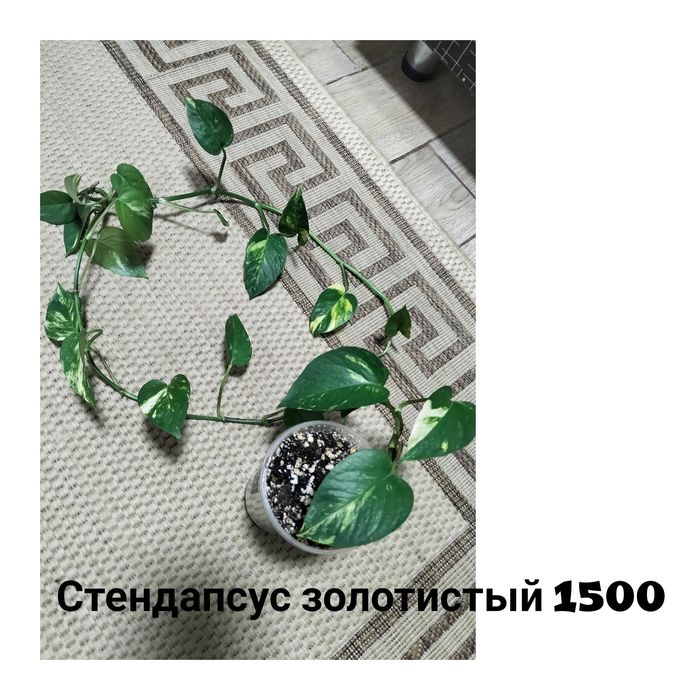 Цветы комнатные не дорого