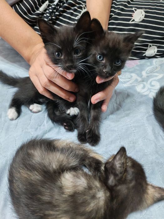 Котята в добрые и ответственные руки