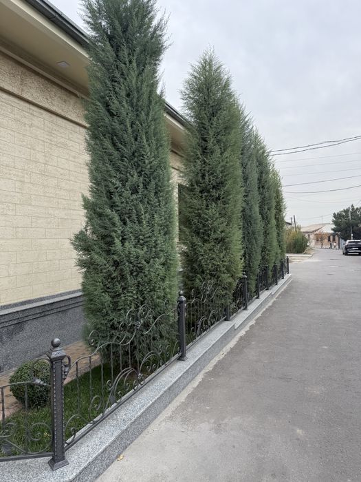 Продается кипарис, ёлка