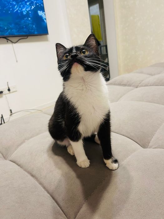 Котёнок в добрые ручки