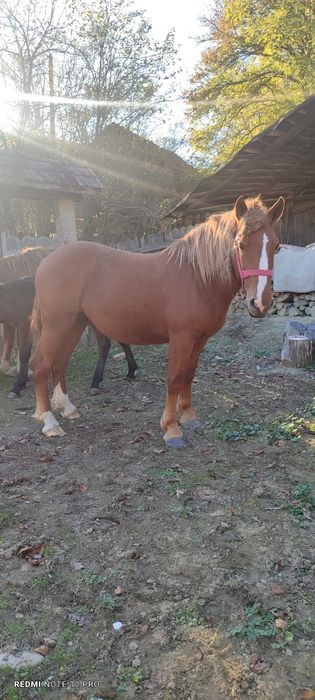 Vând iapa (7 ani)+mânz și iapa (2 ani)