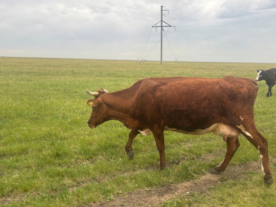 Продам корову с телёнкам
