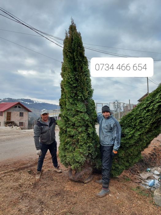 Mesteacan cu coaja albă tuia magnolia parfumată  tei