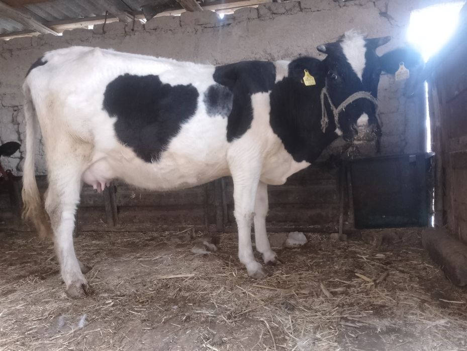 Yuvosh ona bola sigir sotiladi