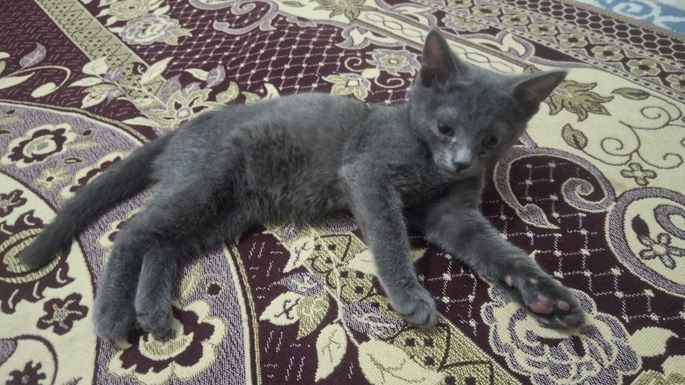 Кошки, Русская голубая.