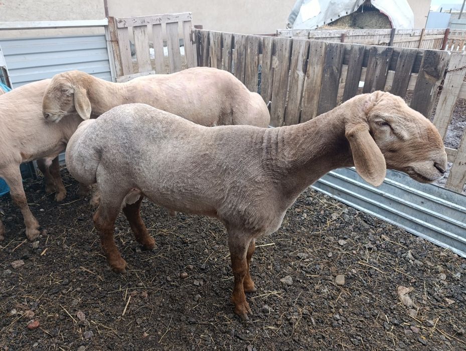 Арашан  есть 8 месяцев и есть 2 года