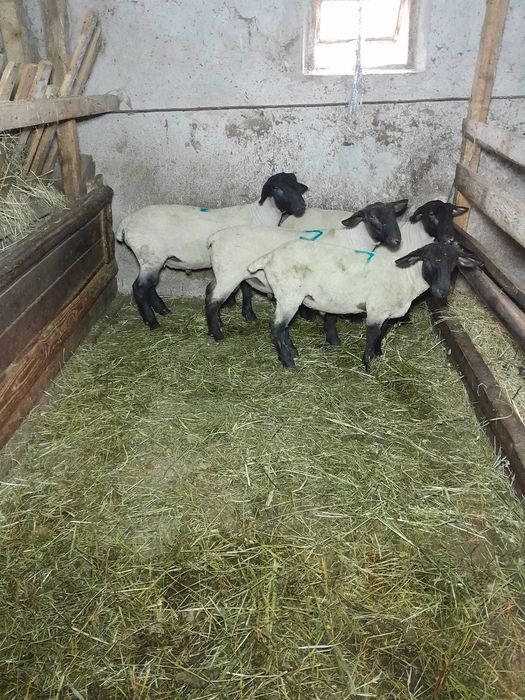 Berbecuti suffolk disponibili