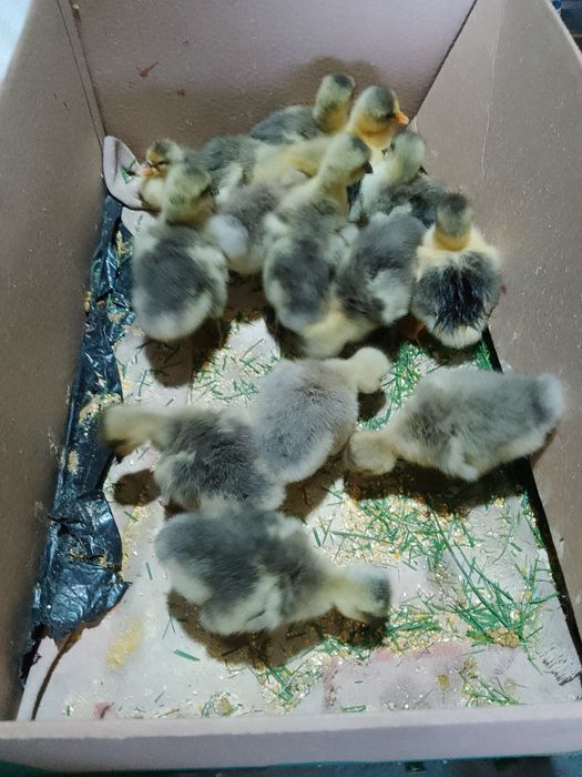 Vând boboci de gâscă americani