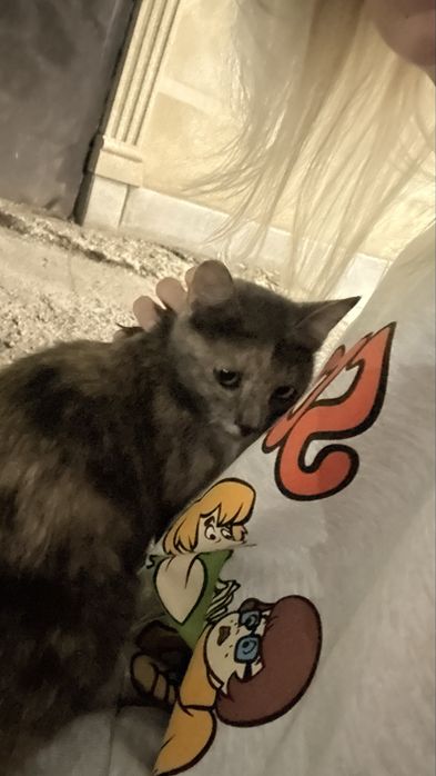 Срочно! Нашли котенка!!