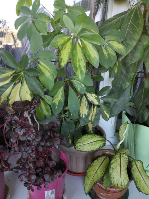 Комнатные цветы для дома и офиса