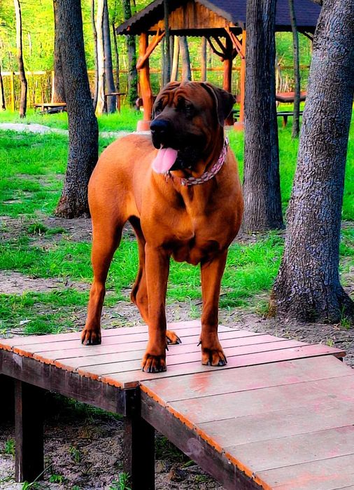 Pui Tosa Inu cu pedigree