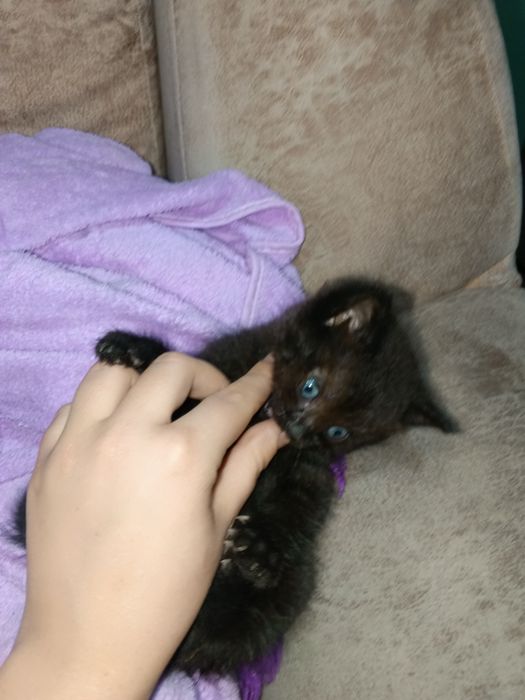 Котенок ищет себе семью.