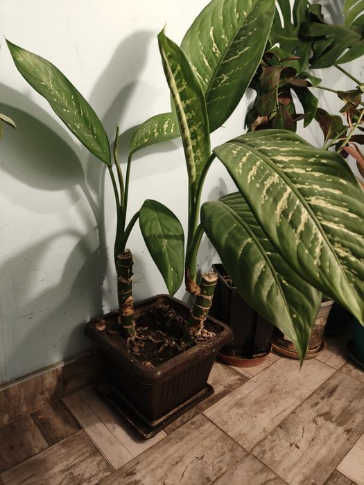 Vand diferite plante