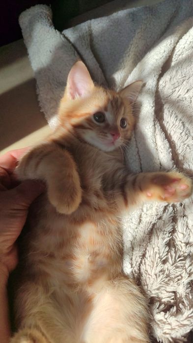Очаровательный котенок ищет дом