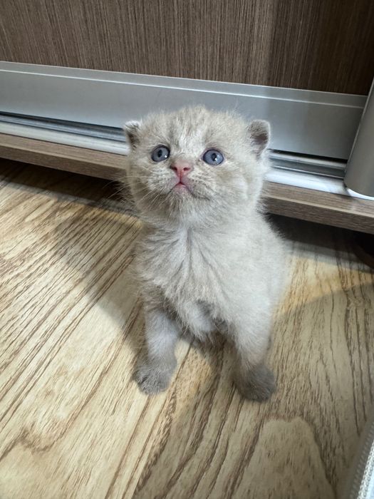 Шотландский вислоухий котенок девочка
