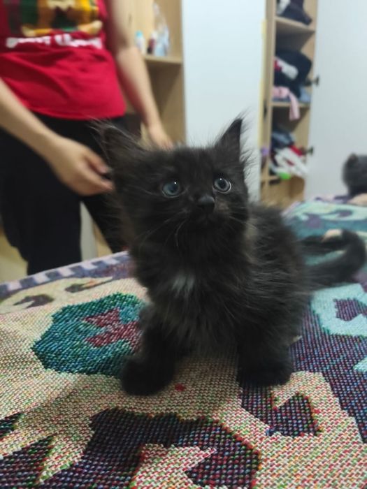 Котята котёнок купить