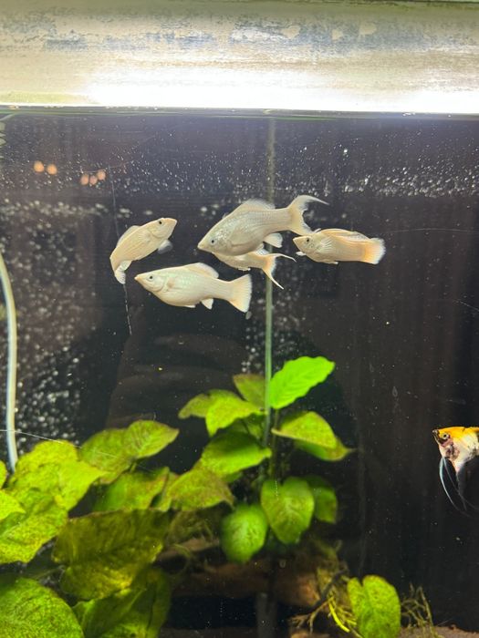 Молинези платина синеглазка