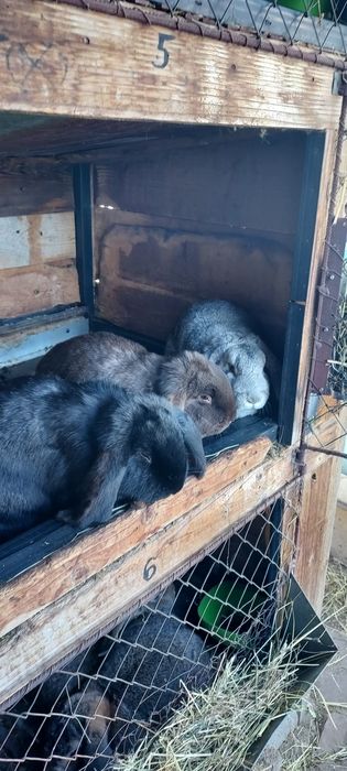 Iepuri din rasa berbec german