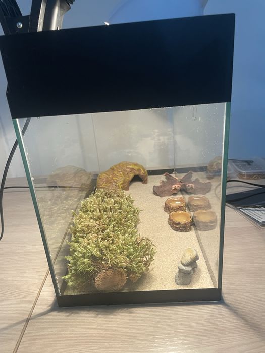 Эублефар (леопардовый геккон)