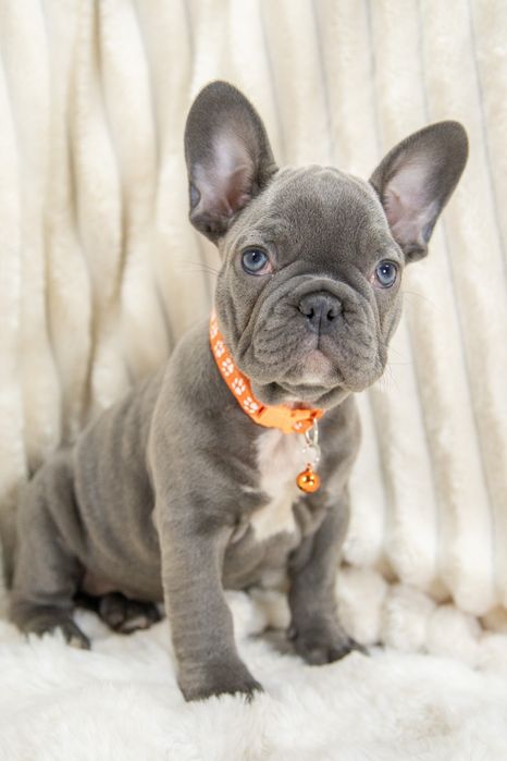 bulldog francez blue