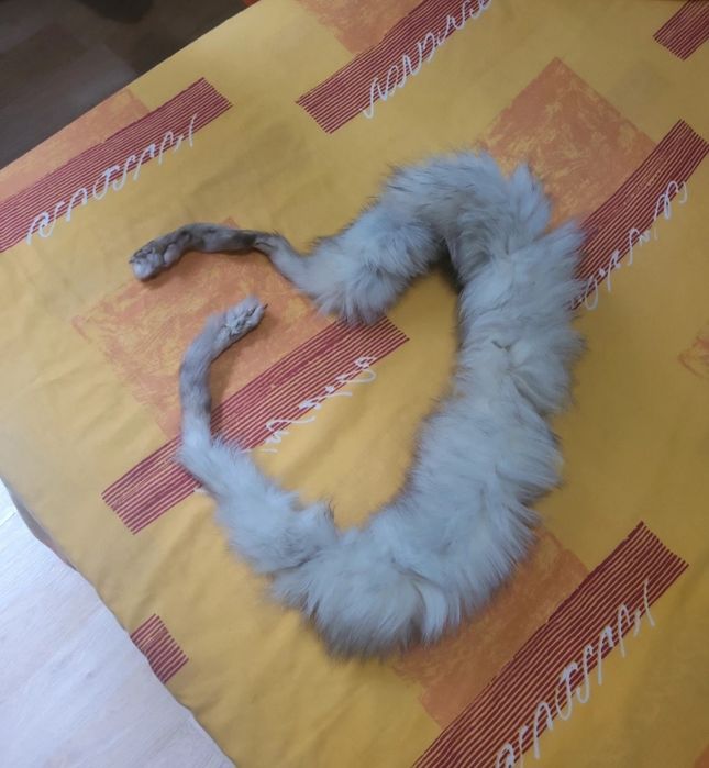Guler de vulpe argintie