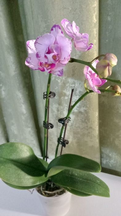 Шикарная орхидея фаленопсис