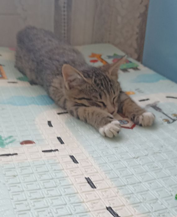 Котенок ,девочка,2 мес.в добрые руки