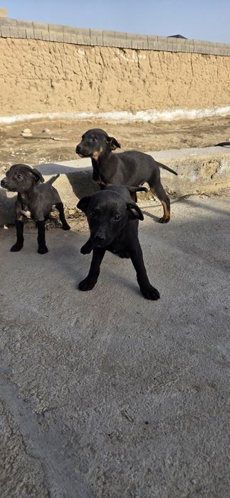 Продам щенки доберман 1 девочки и 3 мальчик девочки остались 2 месячны