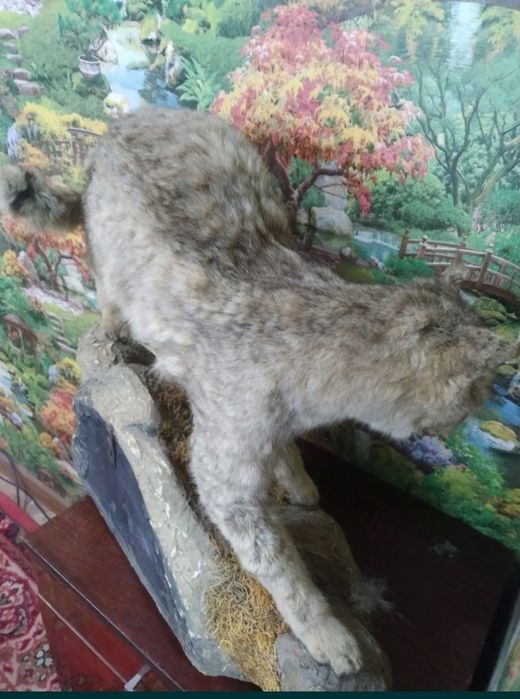 Продаётся чучело дикой кошки