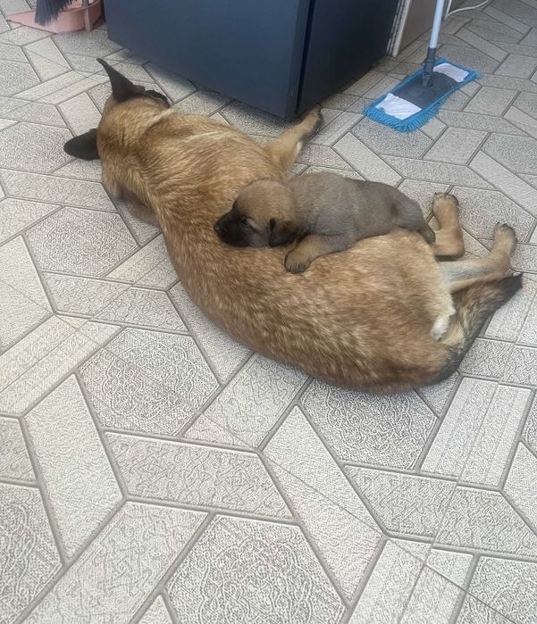 Продаётся Белгийский овчарка