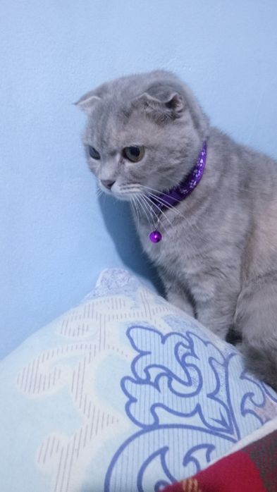 Веслаухая шотландец