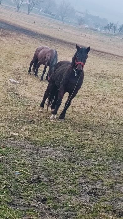 Văd   cal de 10 ani garantat de tras și aspru