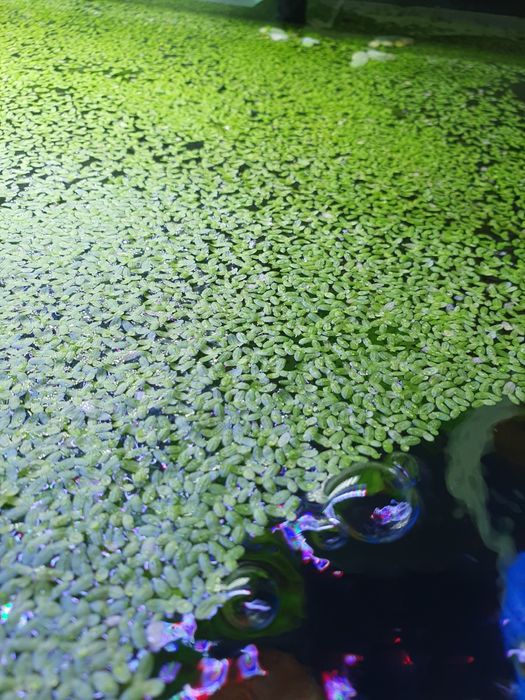 Аквариумные растение