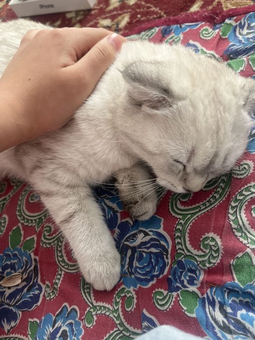 Шотландская кошка сатылады!!