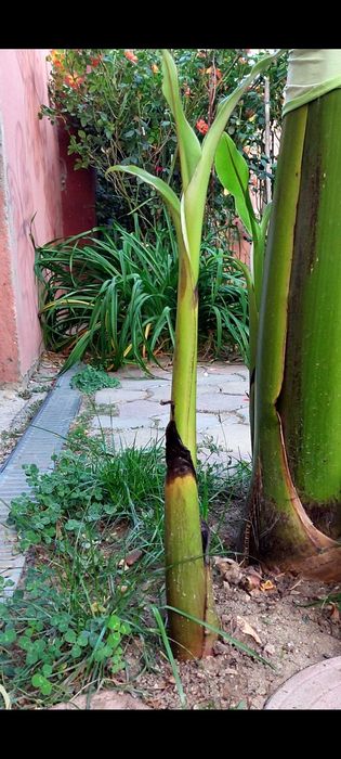 Pui bananier japonez Musa basjoo de la 50 lei . Bucuresti