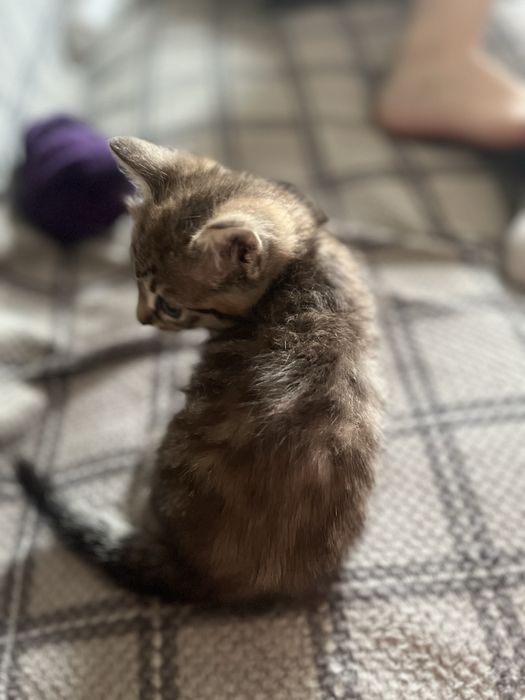 Отдам котенка в добрые руки
