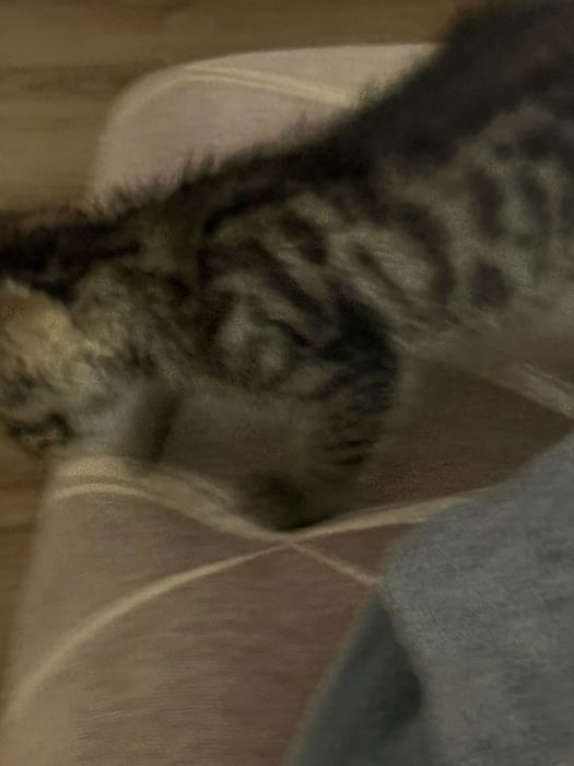 Котенок отдам даром