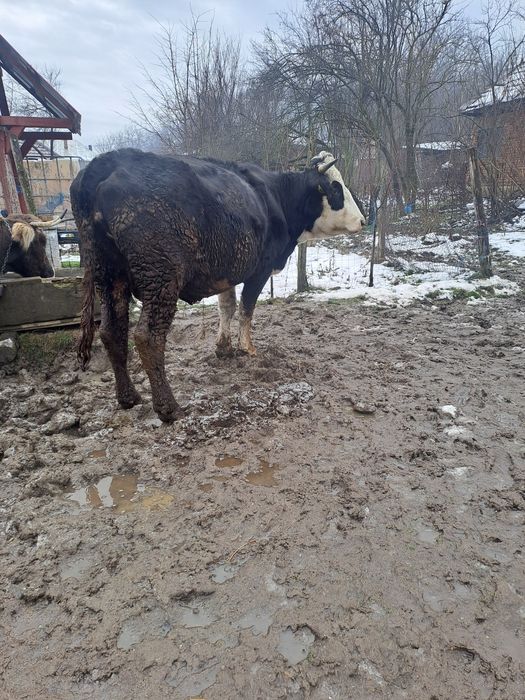 Vaci de vanzare tinere