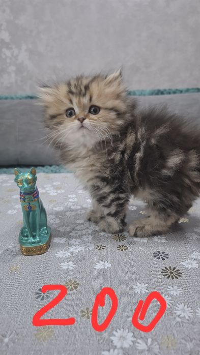 Котята шиншилла серебро и золото