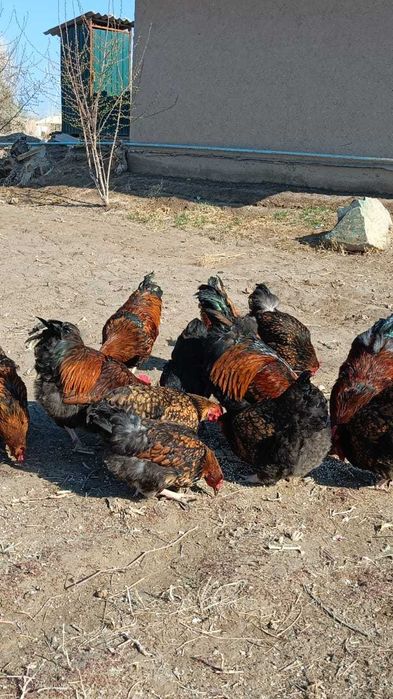 Kuchenskoye yubileynoye