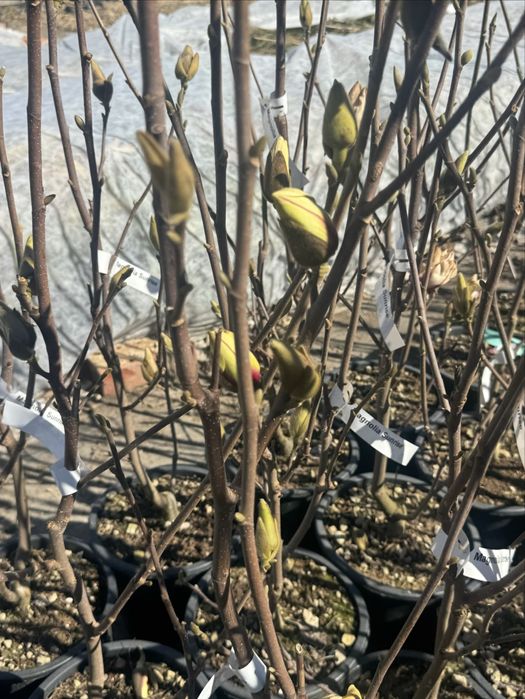 5 цвята магнолии , black tulip, sunraise,genie, yelow bird ,satisfact