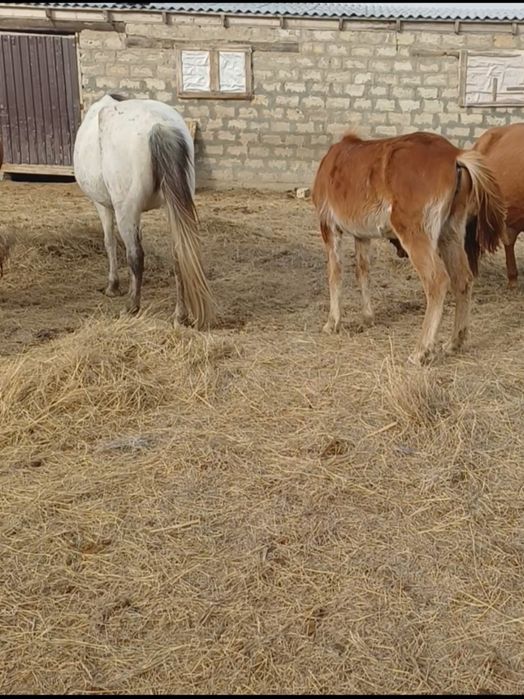 Буаз бие байталымен