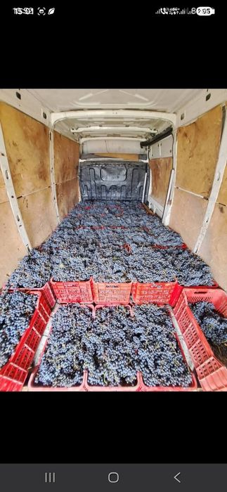 Livrez struguri pentru vin la domiciliu clientului cu transport gratis pentru detalii sunati la nr de tel 0727430117 
Avem toate soiurile