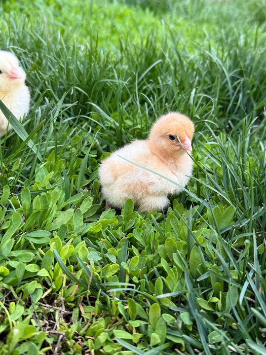 Породистые цыплята