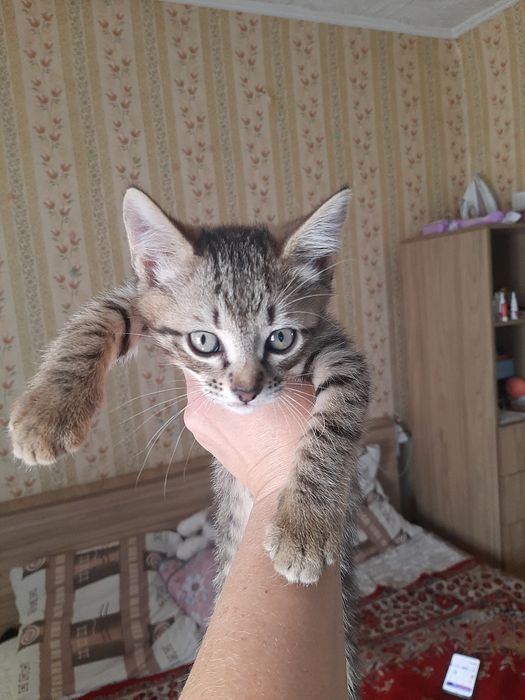 Продам котят мальчики