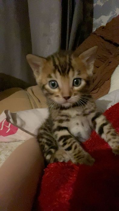 Бенгальские котята