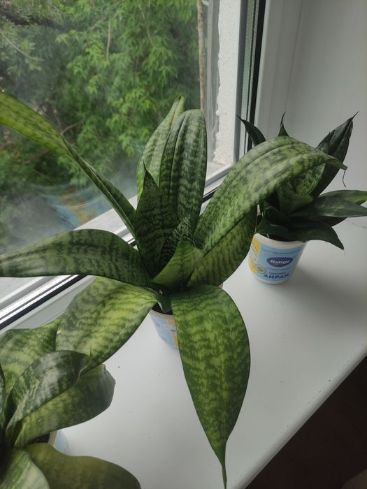 Сансевиерия (тёщин язык)