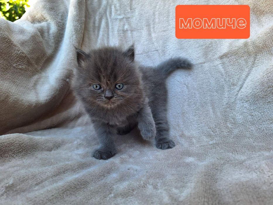 Дългокосмести британски котета